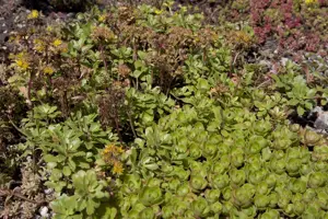 Sedum spurium 'Splendens'