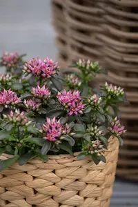 Sedum spurium 'Spot on Deep Rose'?