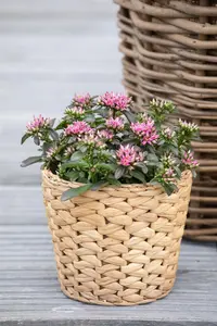 Sedum spurium 'Spot on Deep Rose'? - P11 - image 3