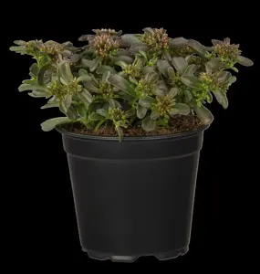 Sedum spurium 'Spot on Deep Rose'? - 3 Ltr pot - image 4