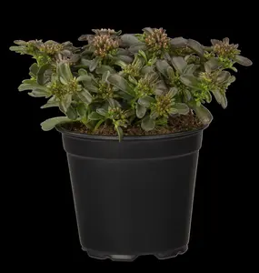Sedum spurium 'Spot on Deep Rose'? - P11 - image 4