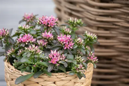 Sedum spurium 'Spot on Deep Rose'? - P11 - image 2
