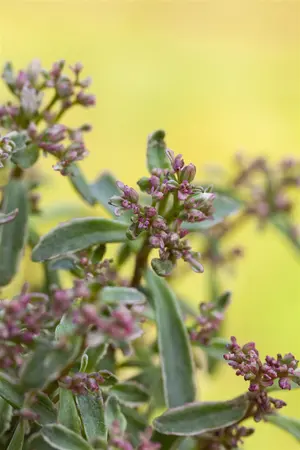 Sedum spurium 'Tricolor' - P9 - image 2