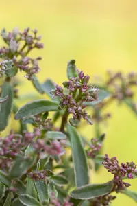 Sedum spurium 'Tricolor' - P9 - image 2