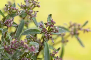 Sedum spurium 'Tricolor' - P9 - image 2