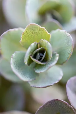 Sedum Sunsparkler? 'Dazzleberry'  - 3 Ltr pot - image 3