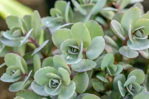 Sedum Sunsparkler? 'Dazzleberry' 