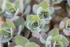Sedum Sunsparkler? 'Dazzleberry'  - 3 Ltr pot - image 2
