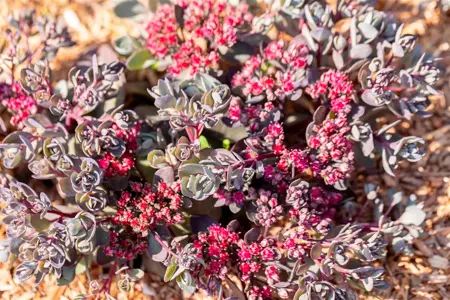 Sedum Sunsparkler? 'Dazzleberry'  - 3 Ltr pot - image 4