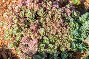 Sedum Sunsparkler? ?Lime Zinger?