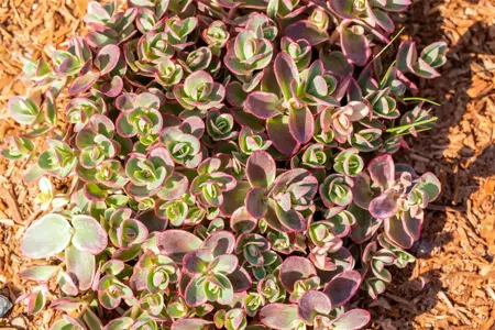 Sedum Sunsparkler? ?Lime Zinger? - 3 Ltr pot - image 2