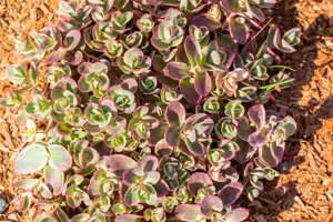 Sedum Sunsparkler? ?Lime Zinger? - 3 Ltr pot - image 2