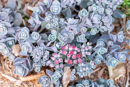 Sedum 'Sunsparkler? Plum Dazzled' - 3 Ltr pot