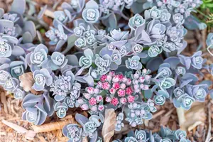 Sedum 'Sunsparkler? Plum Dazzled' - 3 Ltr pot