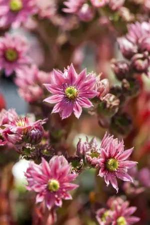 Sempervivum arachnoideum - 1.5 Ltr pot - image 3