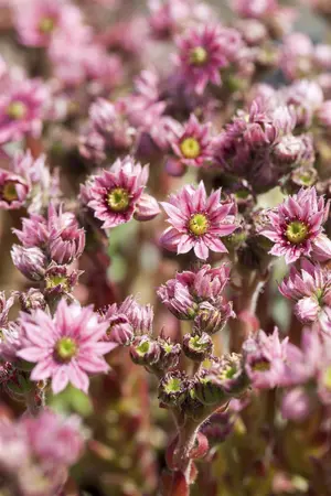 Sempervivum arachnoideum - P9 - image 1