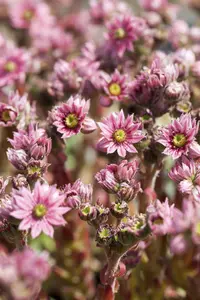 Sempervivum arachnoideum - P9 - image 1