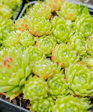 Sempervivum arachnoideum - 1.5 Ltr pot - image 5