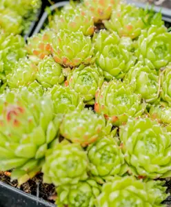 Sempervivum arachnoideum - P7 - image 5