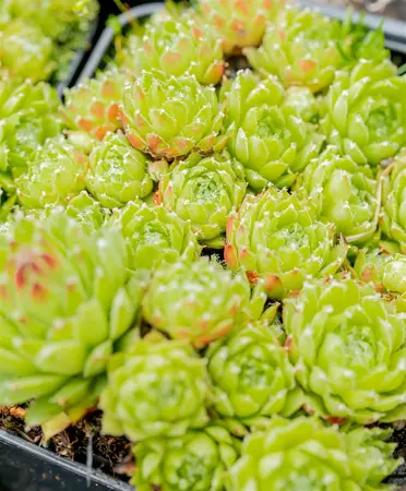 Sempervivum arachnoideum - P9 - image 5
