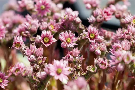 Sempervivum arachnoideum - 1.5 Ltr pot - image 2