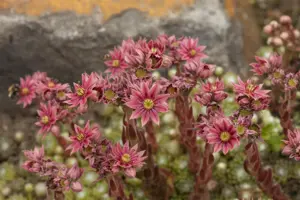 Sempervivum arachnoideum - 1.5 Ltr pot - image 4