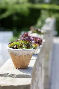 Sempervivum calcareum