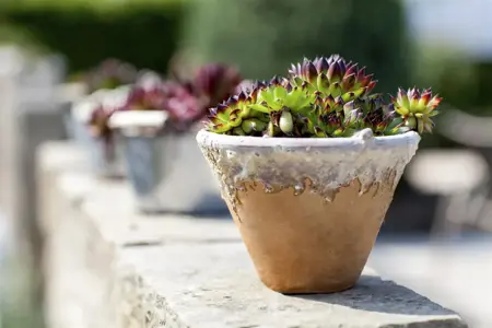 Sempervivum calcareum - 1.5 Ltr pot - image 2