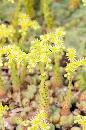 Sempervivum ciliosum borisii - P9 - image 5