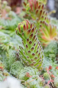 Sempervivum ciliosum borisii - P9 - image 3