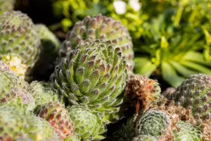 Sempervivum ciliosum borisii - P9 - image 2