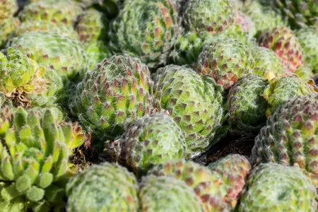 Sempervivum ciliosum borisii - P9 - image 1