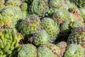 Sempervivum ciliosum borisii