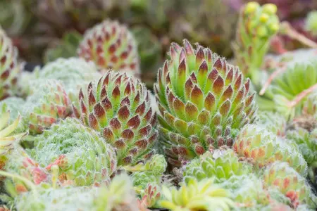 Sempervivum ciliosum borisii - P9 - image 4