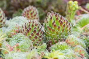Sempervivum ciliosum borisii - P9 - image 4