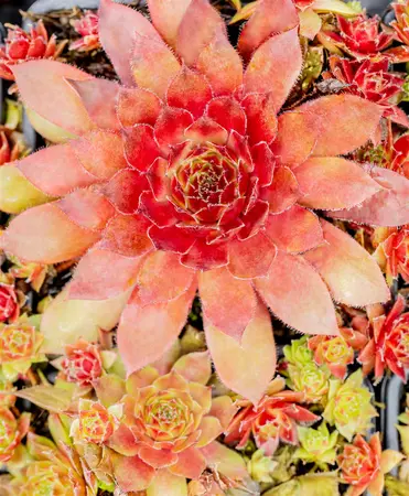 Sempervivum 'Pruhonice' - 1.5 Ltr pot - image 3