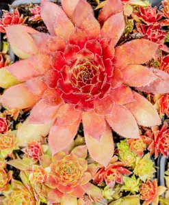 Sempervivum 'Pruhonice' - 1.5 Ltr pot - image 3