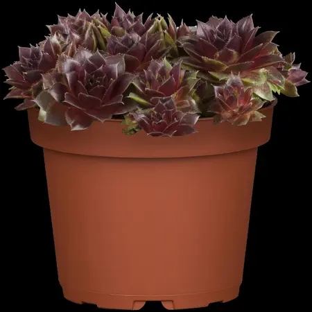 Sempervivum 'Pruhonice' - 1.5 Ltr pot - image 2