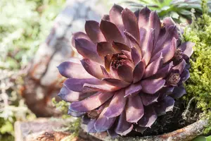Sempervivum 'Pruhonice'