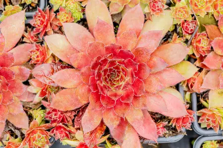 Sempervivum 'Pruhonice' - 1.5 Ltr pot - image 4