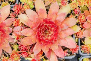 Sempervivum 'Pruhonice' - 1.5 Ltr pot - image 4