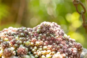 Sempervivum 'Silberkarneol'