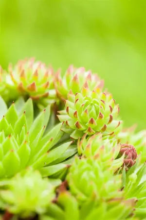Sempervivum tectorum - 1.5 Ltr pot - image 2