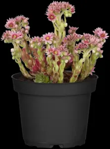 Sempervivum tectorum