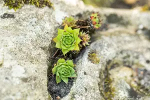 Sempervivum tectorum - 1.5 Ltr pot - image 4
