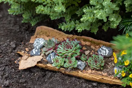 Sempervivum tectorum - 1.5 Ltr pot - image 5