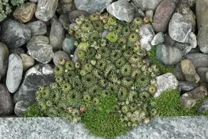 Sempervivum tectorum - 1.5 Ltr pot - image 3
