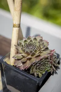 Sempervivum 'Utopia' - 1.5 Ltr pot - image 5
