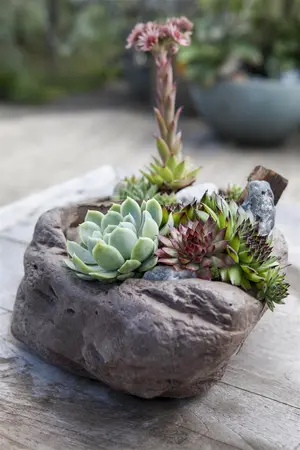 Sempervivum 'Utopia' - PLUG/CELGROWN 104 CEL TRAY - image 4