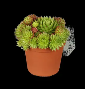 Sempervivum 'Utopia'